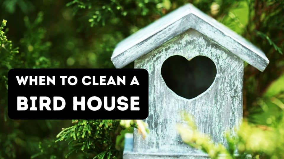 When Should Bird Houses Be Cleaned Out? - Clean Design Parrot Bird House
