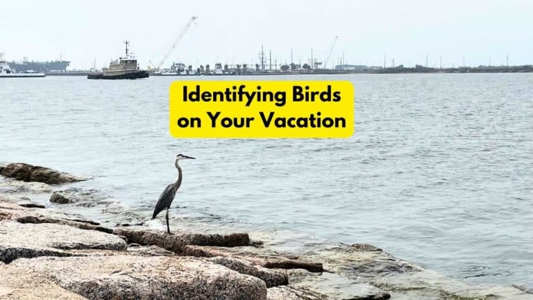 Identifying Birds on Your Vacation