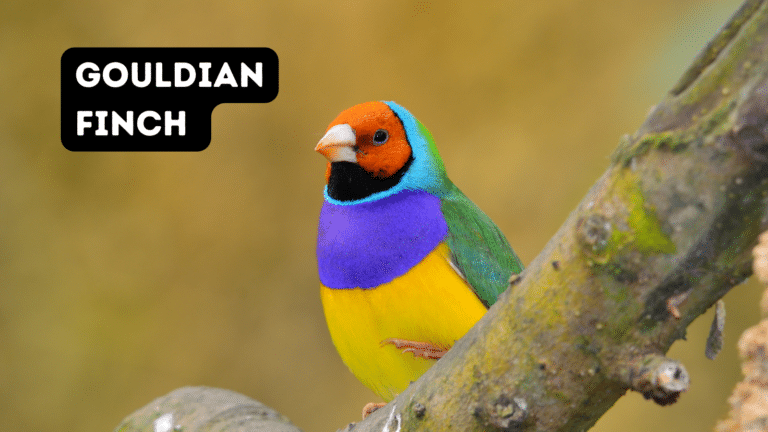 7 Birds Named After Famous People