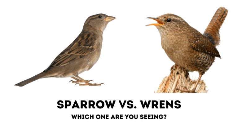 Wren vs. Sparrow: Which Bird Are You Seeing?
