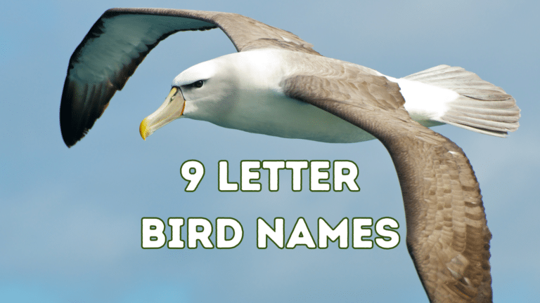 Nine-Letter Bird Names: Beautiful Bird Species from Around the World