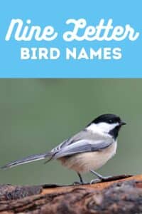 bird names with nine letters